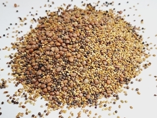 Sprouting - Salad Mix